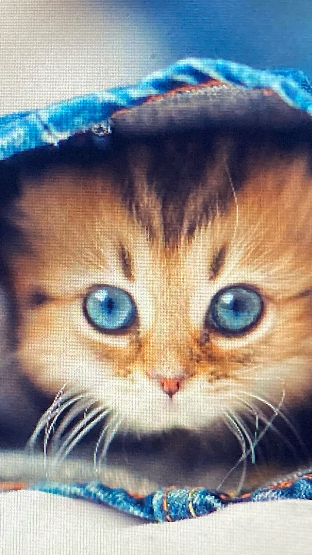 ai character: Kitty background
