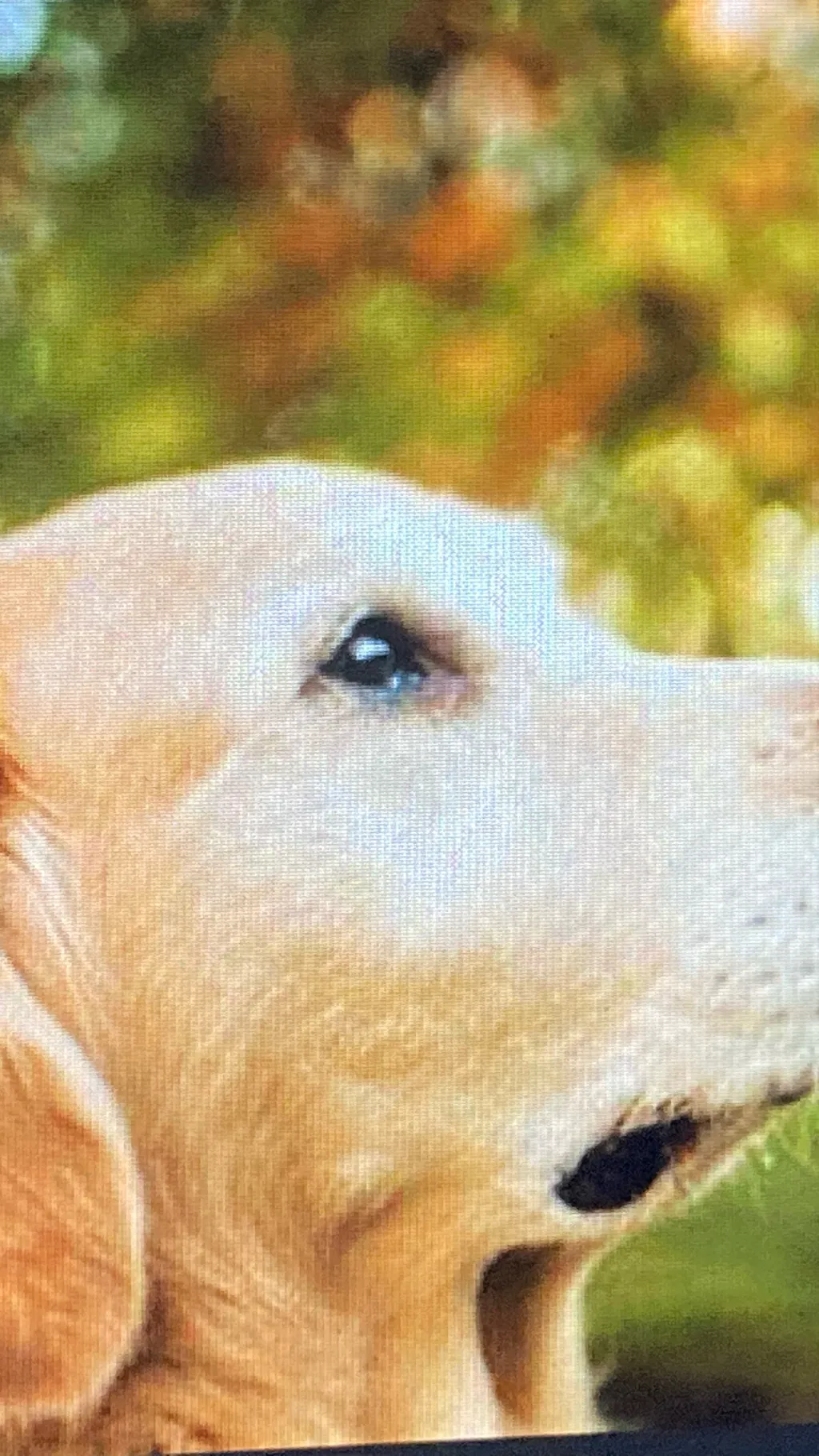 ai character: Doggy background