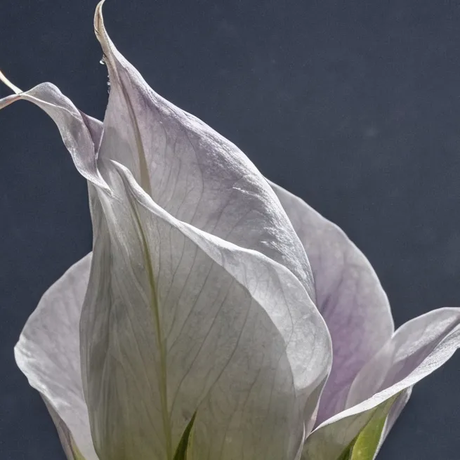 chat with ai character: moonflower 