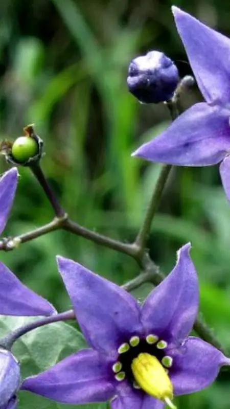 ai character: azure  background