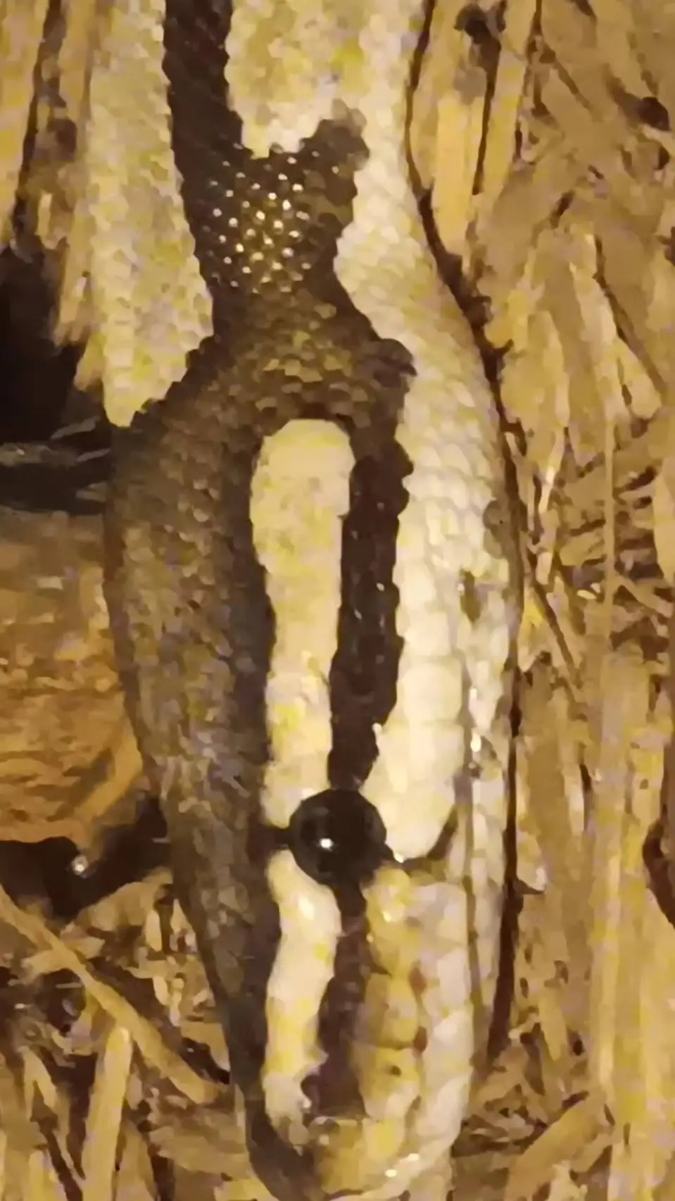 ai character: snake background