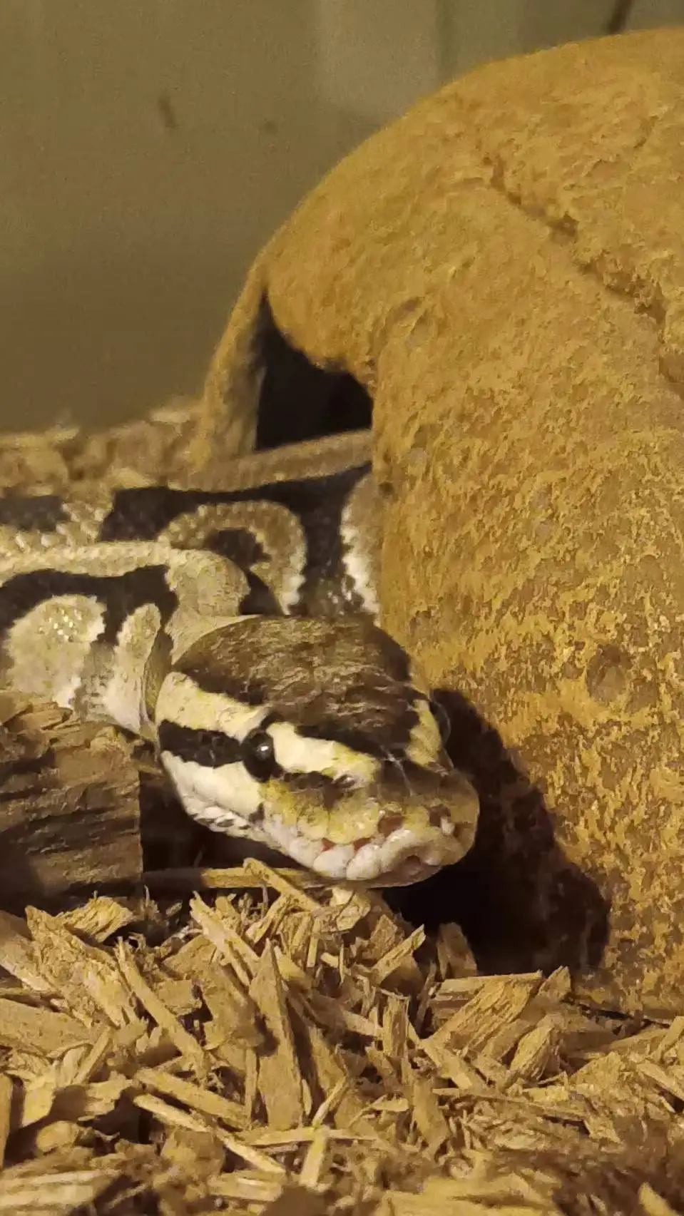 ai character: Sssivara background