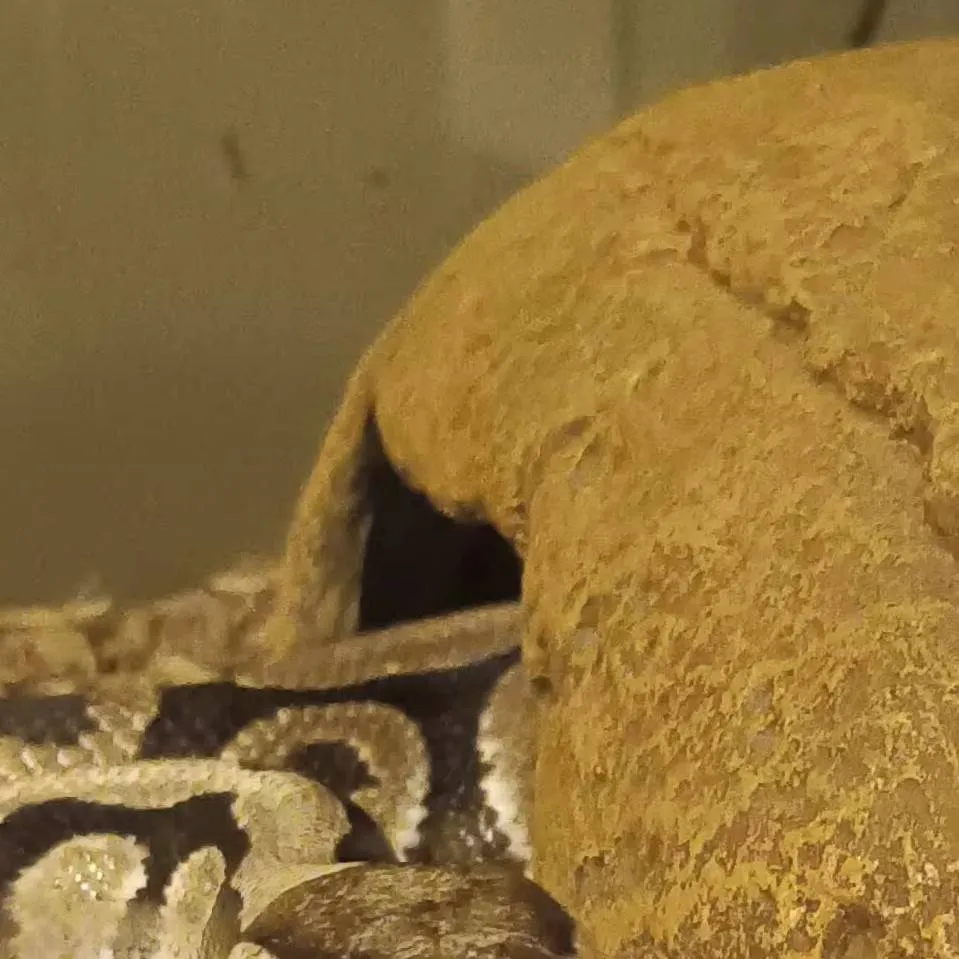 chat with ai character: Sssivara