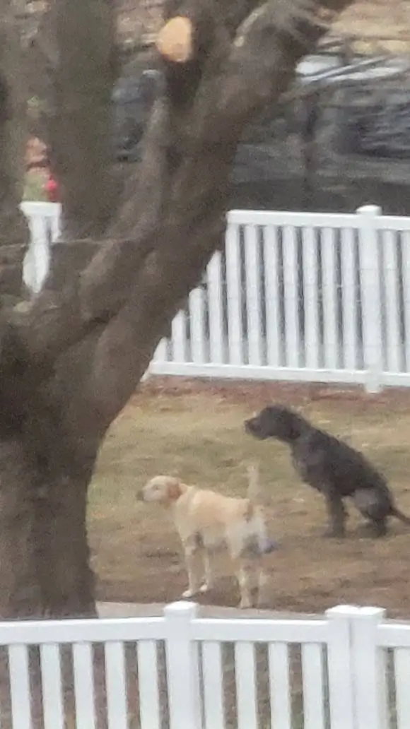 ai character: Dogs background
