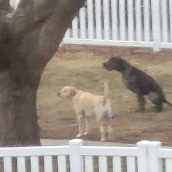 chat with ai character: Dogs