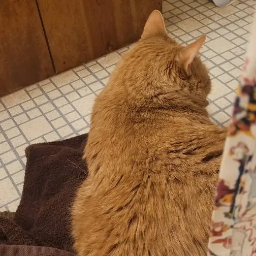chat with ai character: Cat
