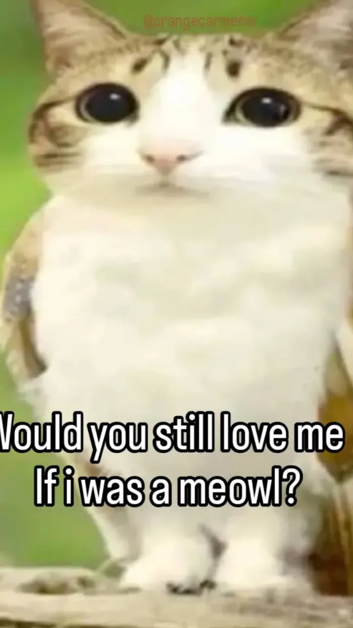 ai character: Meowl background