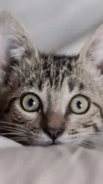 ai character: Class background