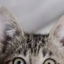 chat with ai character: Class