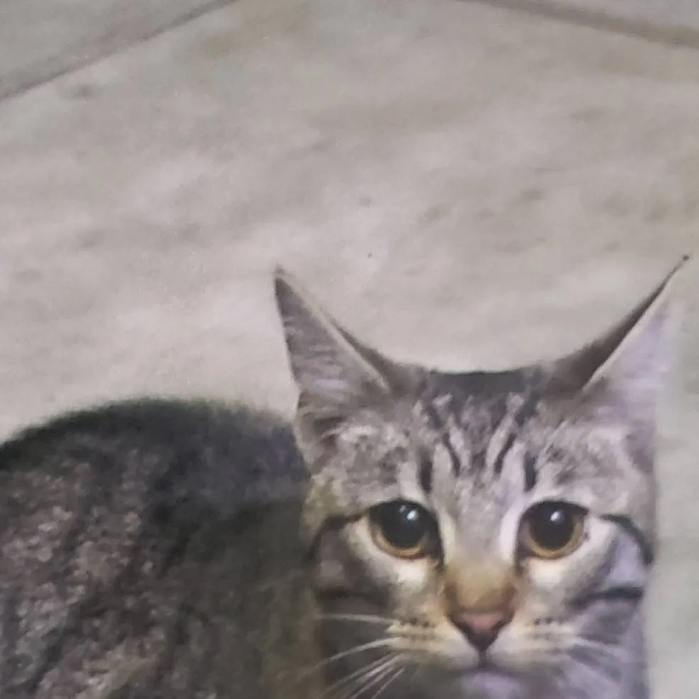 chat with ai character: Coco