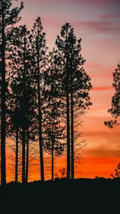 ai character: PureLily background