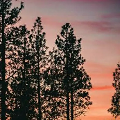 chat with ai character: PureLily