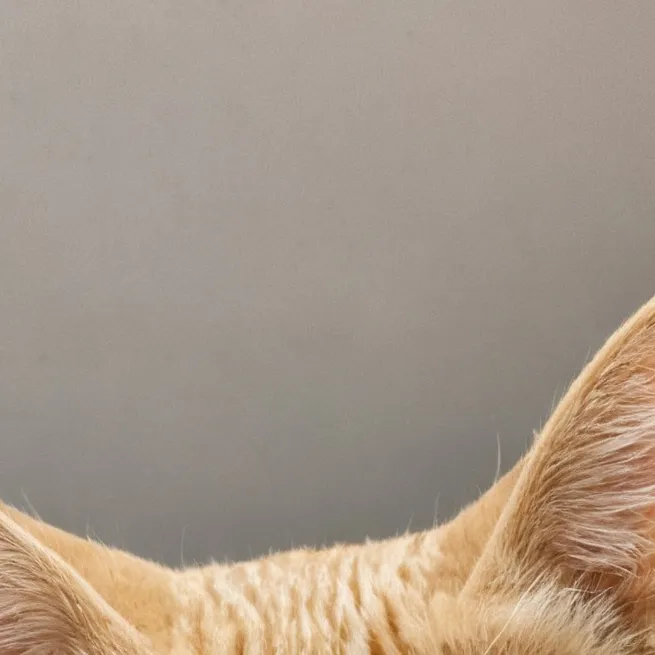 chat with ai character: my kitty (simon)🧡