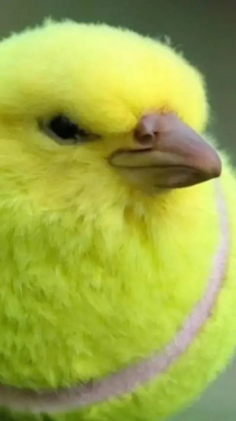 ai character: tennis ball bird background