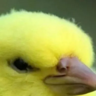 chat with ai character: tennis ball bird