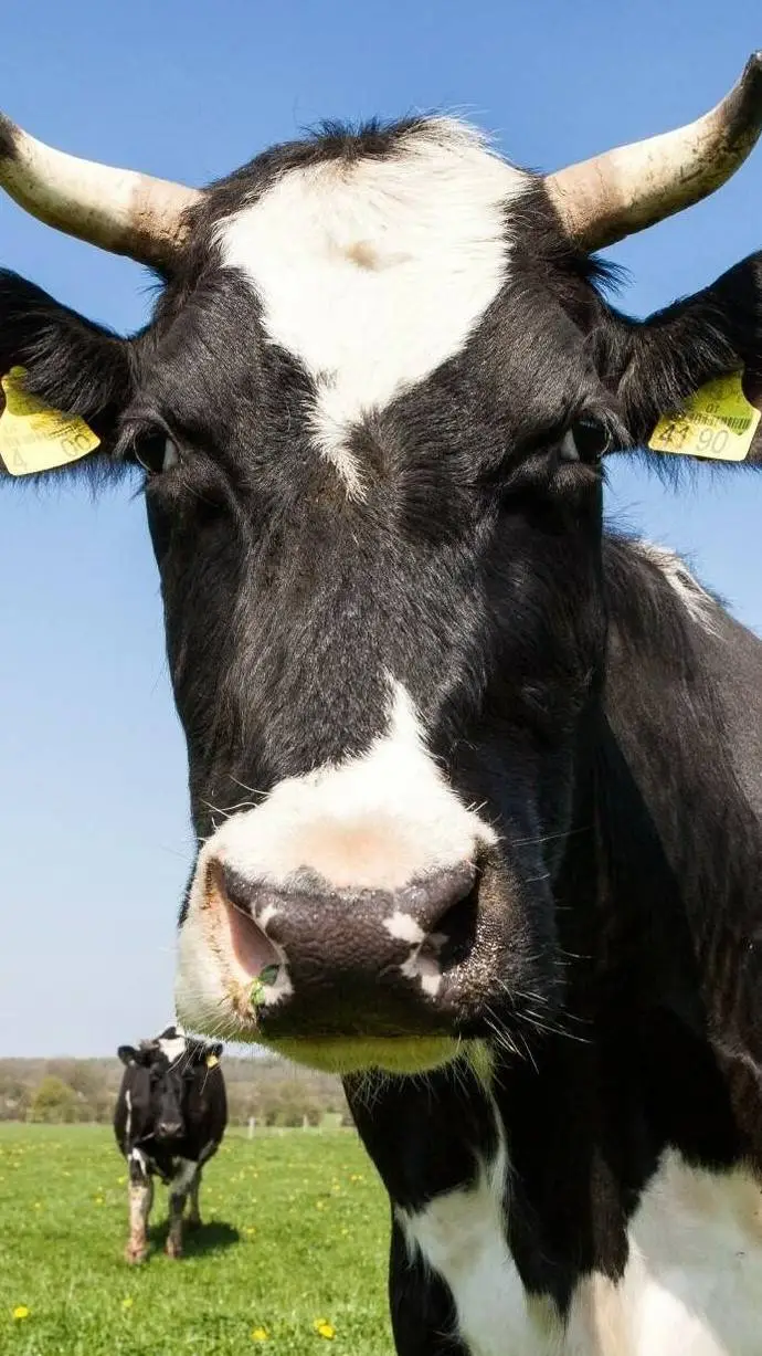 ai character: cow background