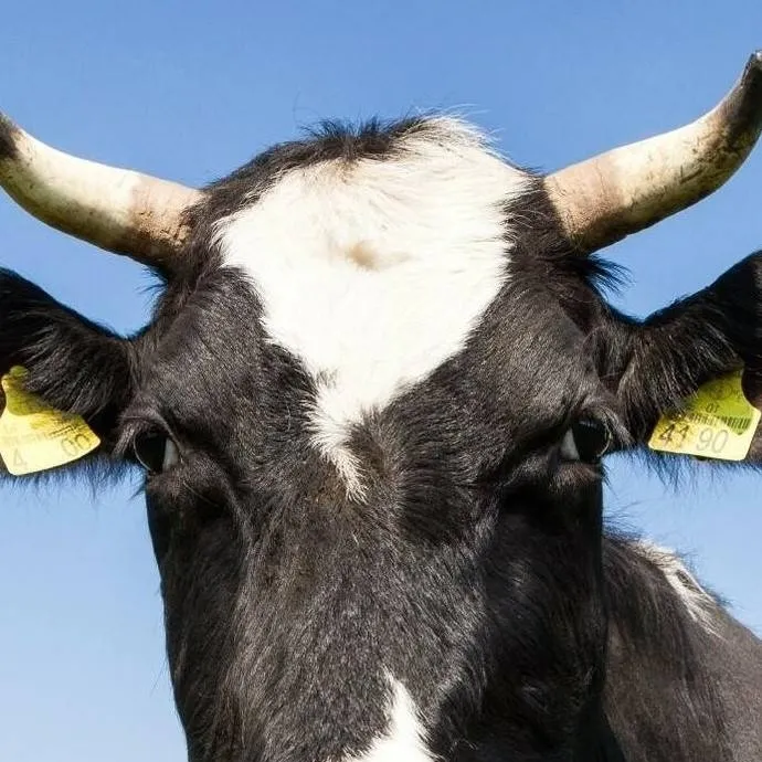 chat with ai character: cow