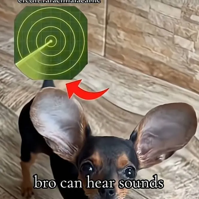 chat with ai character: bro can hear sound