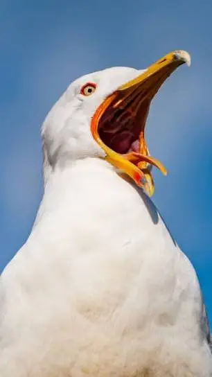 ai character: Angry Seagull  background