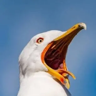 chat with ai character: Angry Seagull 