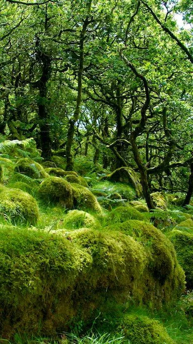 ai character: Hybrid Forest background