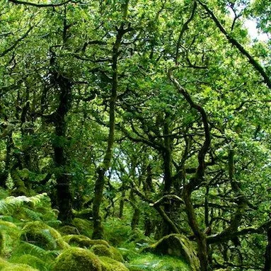 chat with ai character: Hybrid Forest
