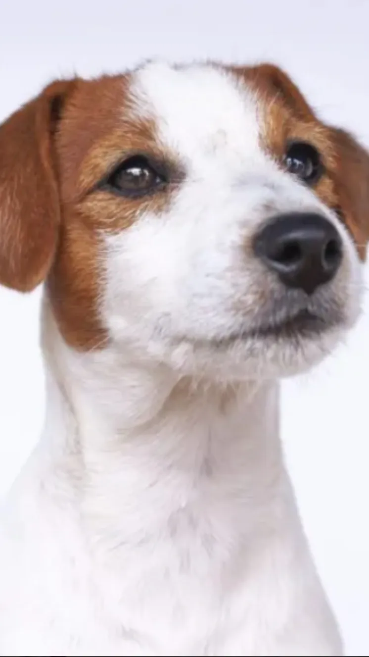 Talkie AI - Chat with OG alpha-1 the dog