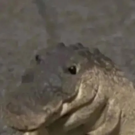 chat with ai character: Baxter x Nifty