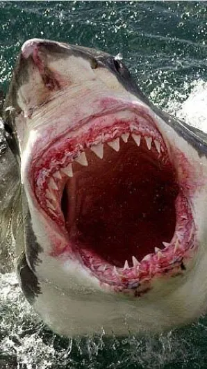 ai character: Great White Shark background