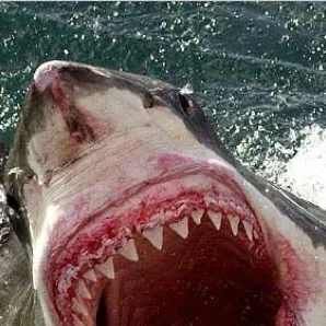 chat with ai character: Great White Shark