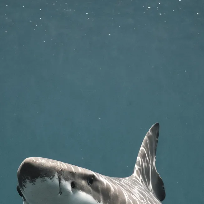 chat with ai character: Shark Isle