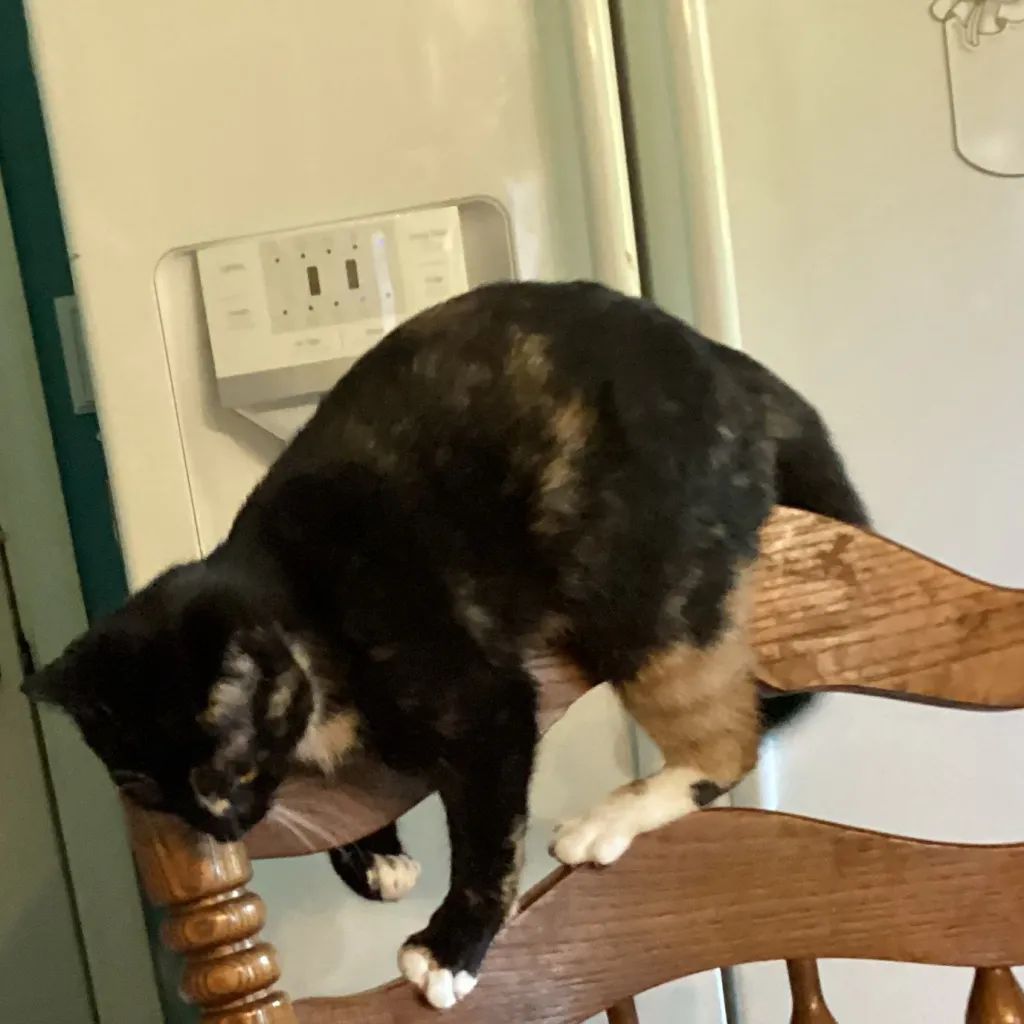 chat with ai character: Kitten