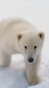 ai character: Polar bear club background