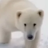 chat with ai character: Polar bear club