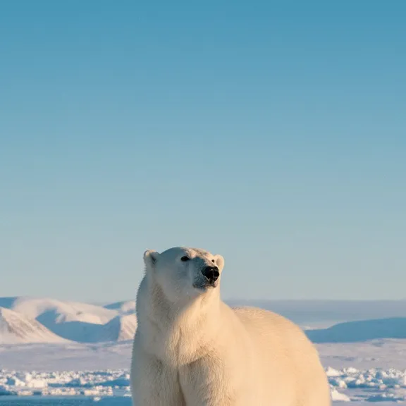 chat with ai character: Polar bear