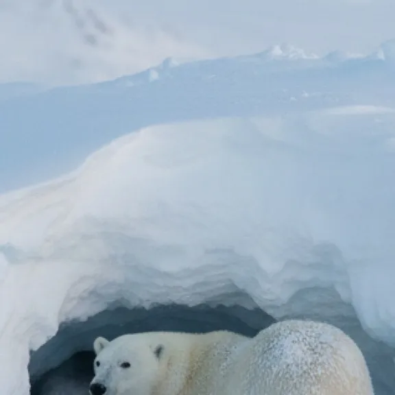 chat with ai character: Polar bear going 