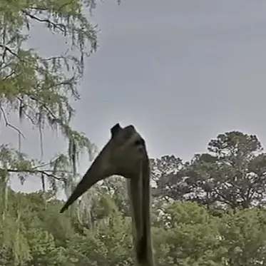 chat with ai character: quetzalcoatlus Kay