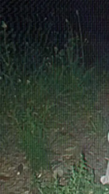 ai character:  dark forest background