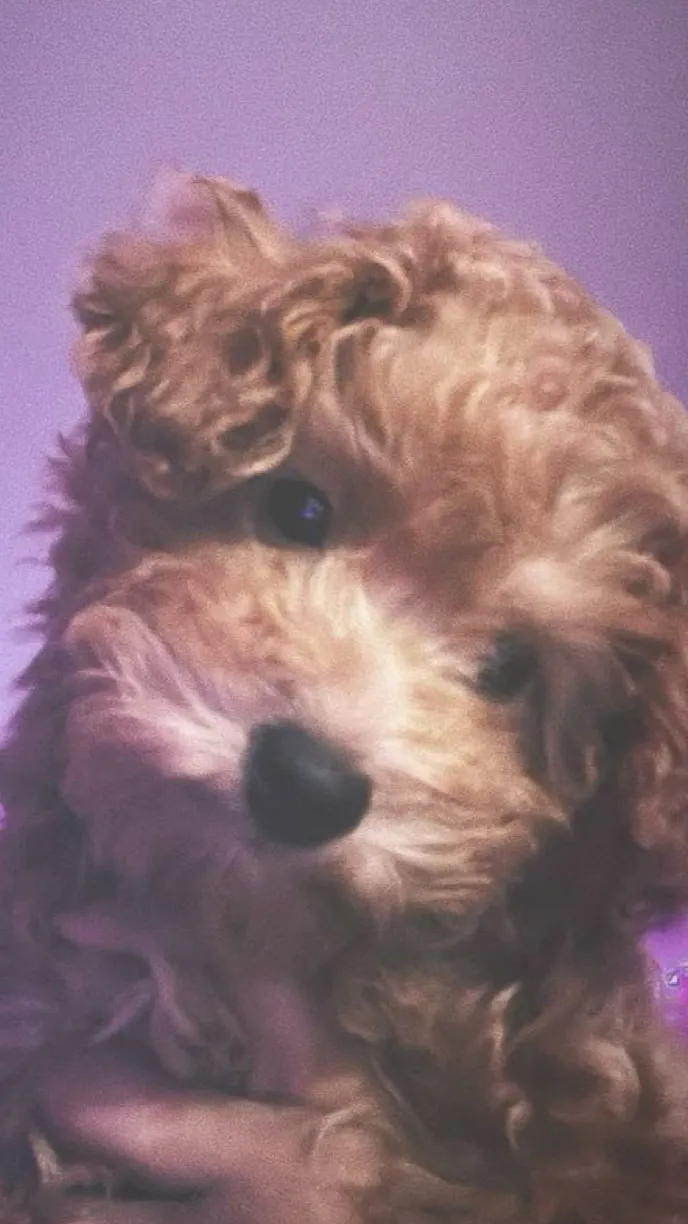 ai character: Imani background