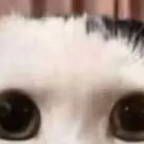 chat with ai character: a goofy cat