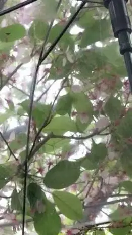 ai character: ★ MY SCHOOL ★ background
