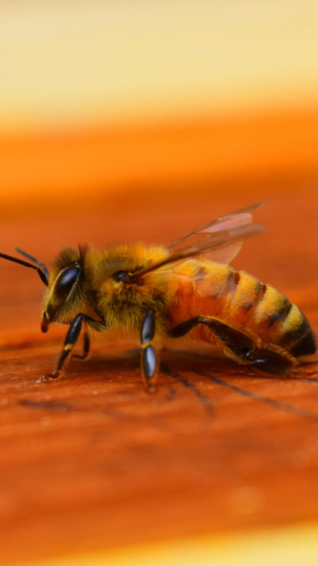 ai character: Little honey bee background