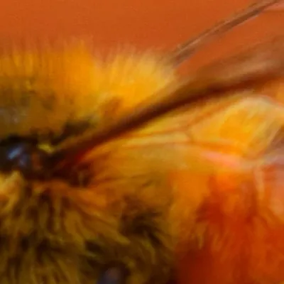 chat with ai character: Little honey bee