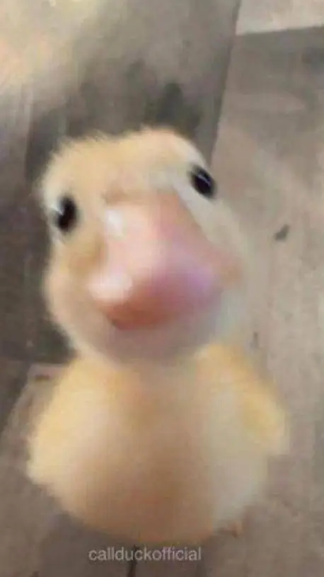 ai character: duck background