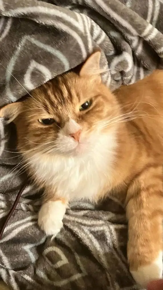 ai character: cat background