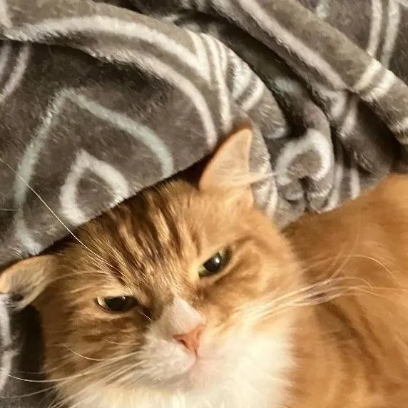 chat with ai character: cat