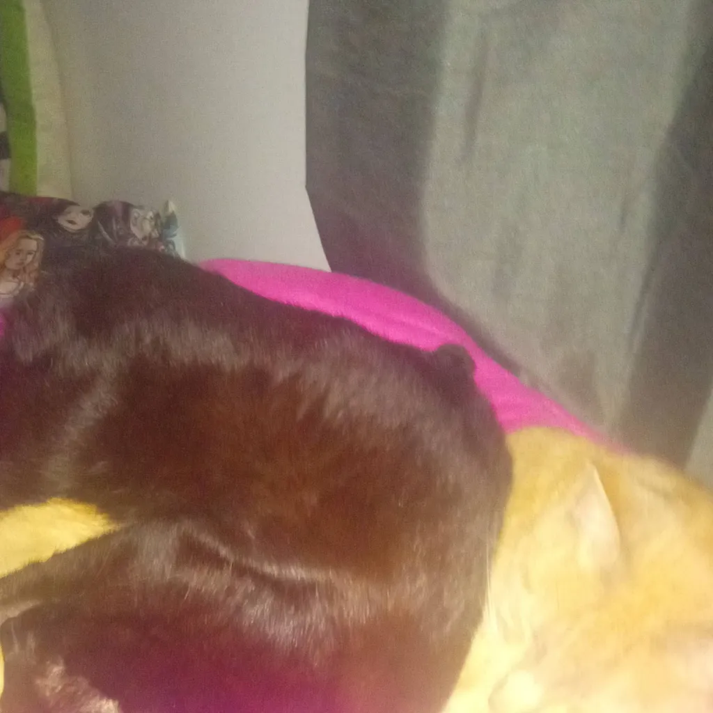 chat with ai character: My kitties