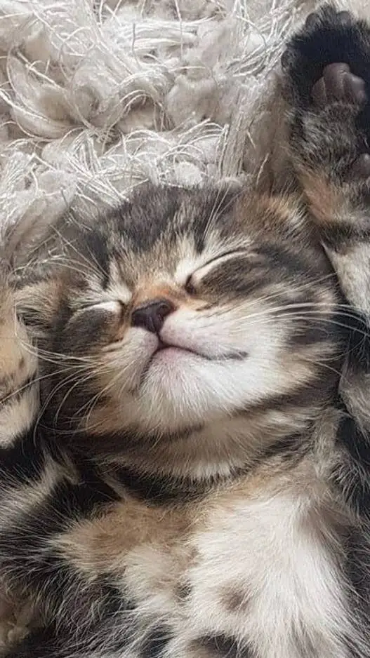 ai character: Cornelius background