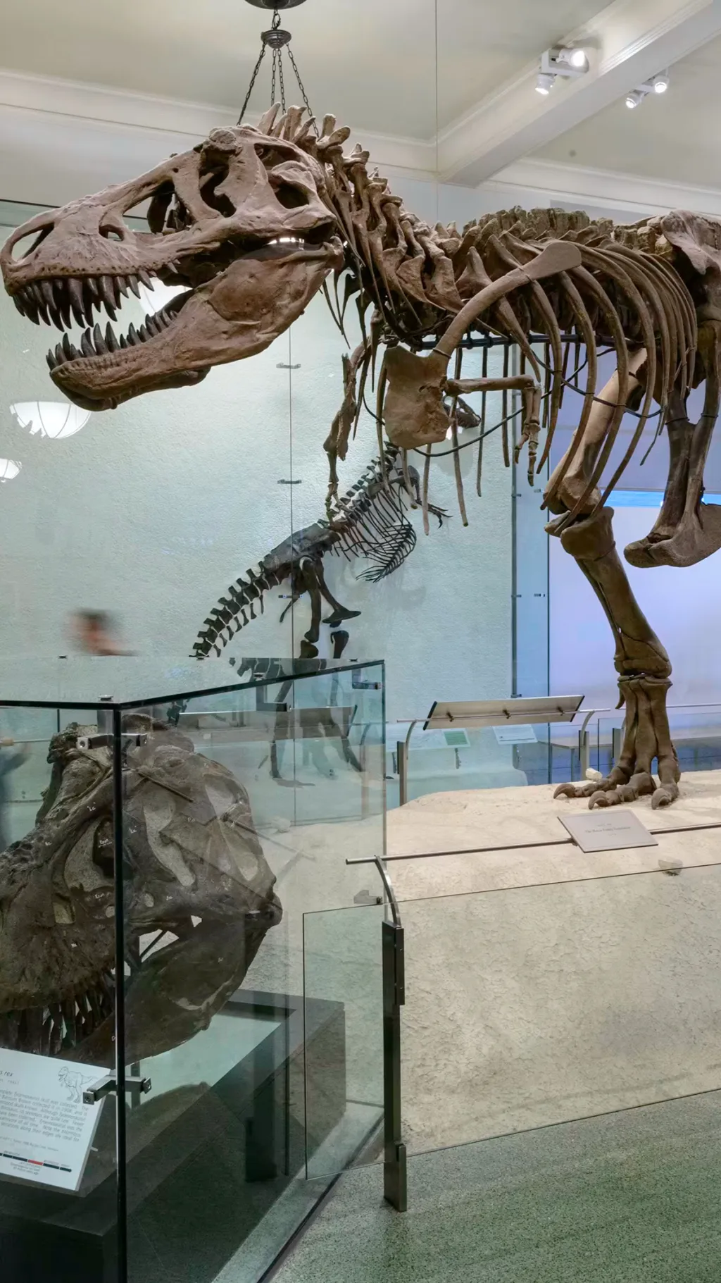 ai character: Mha at the museum background