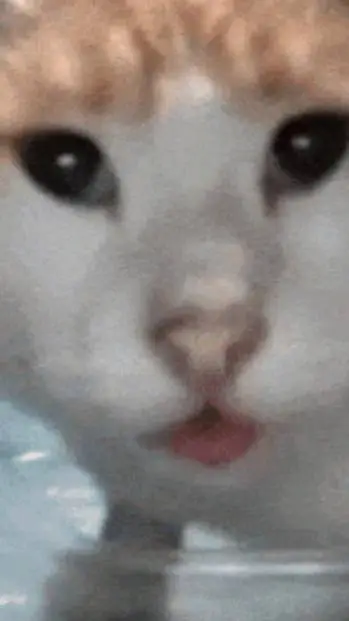 ai character: chinese street cat background
